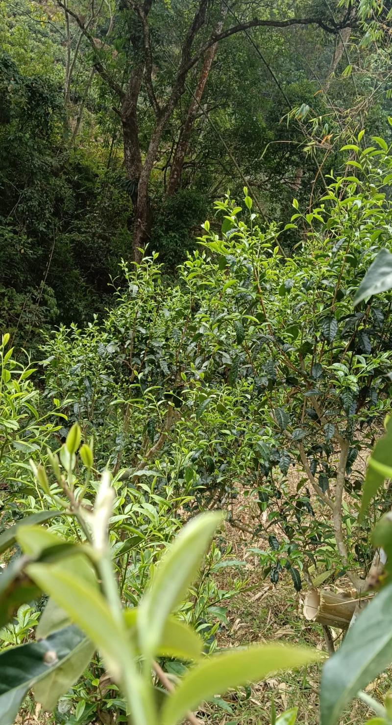 红茶