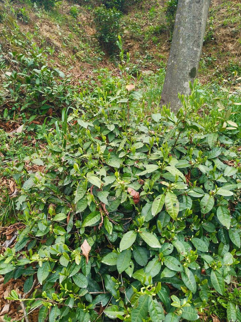 花茶的魅力新篇章：传统与现代的完美融合