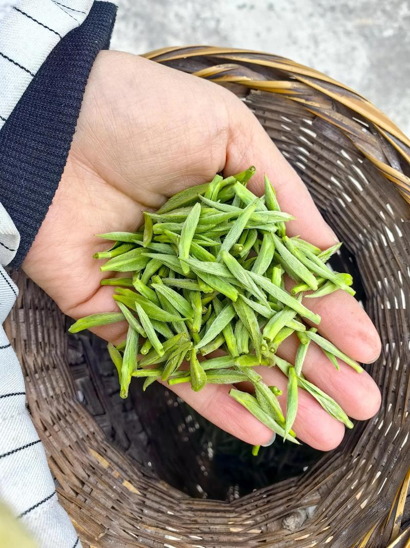 四川茶叶：中国茶文化的璀璨明珠